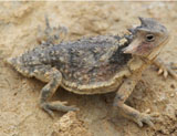 Phrynosoma Sherbrookei Phrynosoma Sherbrookei